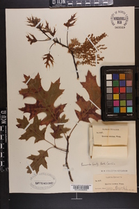 Quercus coccinea image