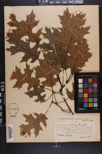 Quercus coccinea image