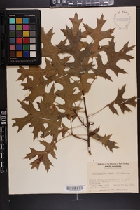 Quercus coccinea image