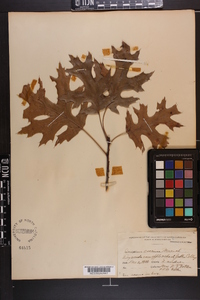 Quercus coccinea image