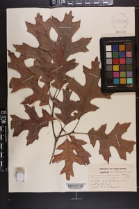 Quercus coccinea image