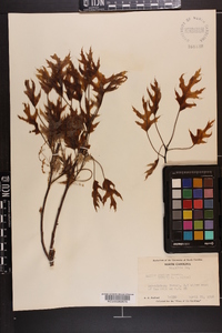 Quercus coccinea image