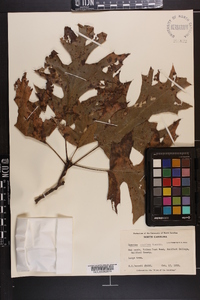 Quercus coccinea image