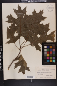 Quercus coccinea image