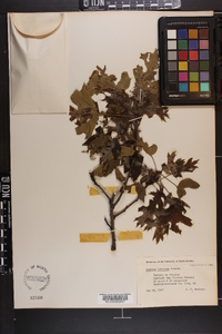 Quercus coccinea image