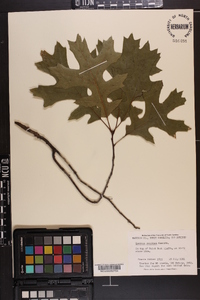 Quercus coccinea image