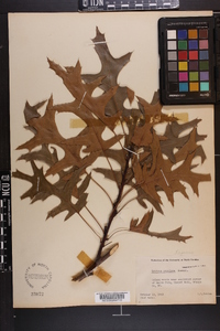 Quercus coccinea image