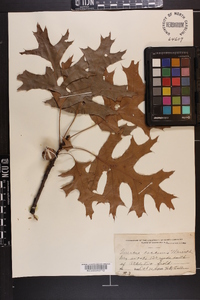 Quercus coccinea image