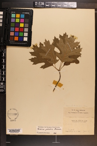 Quercus palustris image