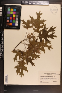 Quercus palustris image