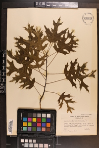 Quercus palustris image