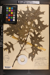 Quercus palustris image