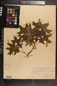 Quercus palustris image