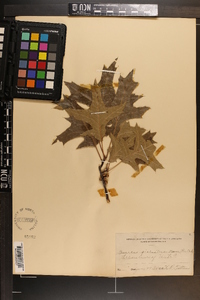 Quercus palustris image