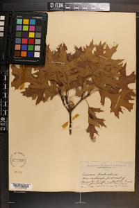 Quercus palustris image