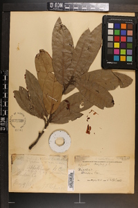 Quercus phellos image