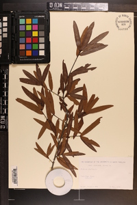 Quercus phellos image