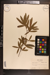 Quercus phellos image