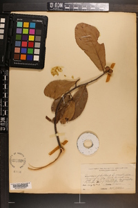 Quercus phellos image