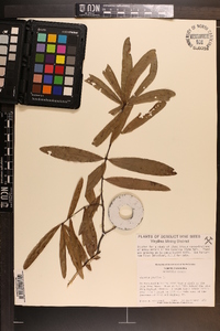 Quercus phellos image