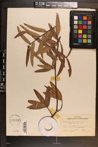 Quercus phellos image