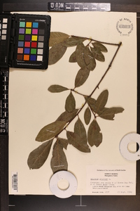 Quercus phellos image