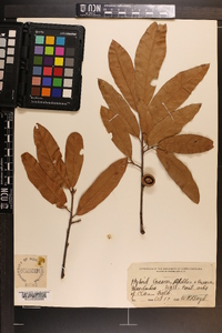 Quercus phellos image