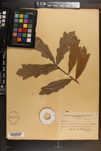 Quercus phellos image