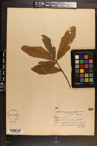 Quercus phellos image