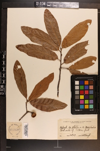 Quercus phellos image