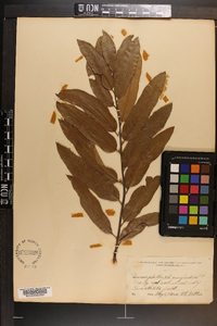 Quercus phellos image