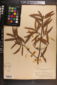 Quercus phellos image