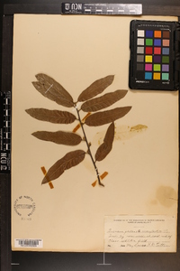 Quercus phellos image