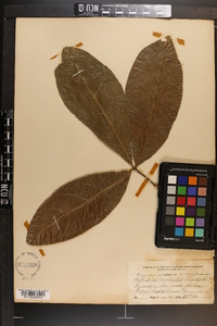 Quercus phellos image