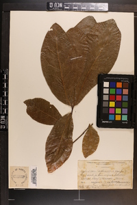 Quercus phellos image