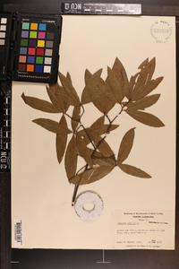 Quercus phellos image