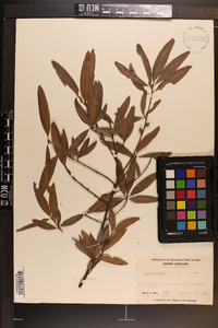 Quercus phellos image