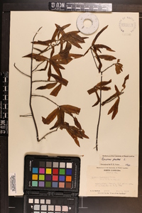 Quercus phellos image