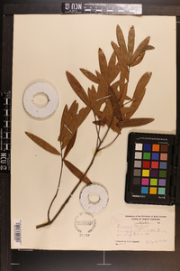 Quercus phellos image