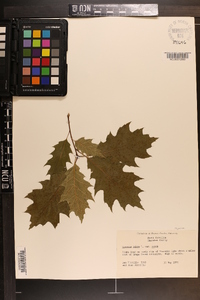 Quercus rubra var. rubra image