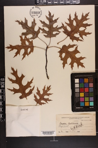 Quercus coccinea image