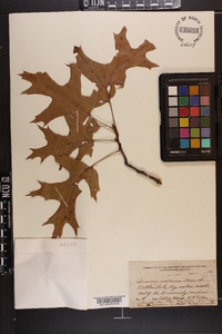 Quercus coccinea image