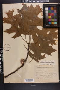 Quercus coccinea image