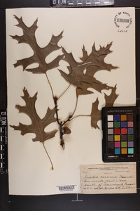 Quercus coccinea image