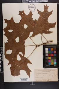 Quercus coccinea image