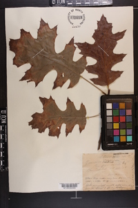 Quercus coccinea image