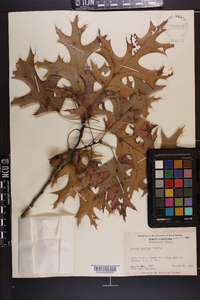 Quercus coccinea image