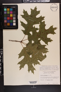 Quercus coccinea image