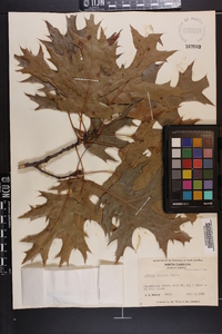 Quercus coccinea image