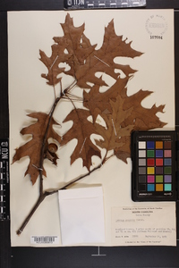 Quercus coccinea image